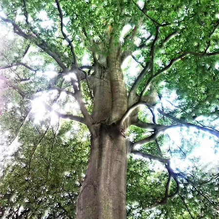 Maison Auger Проживание в семье